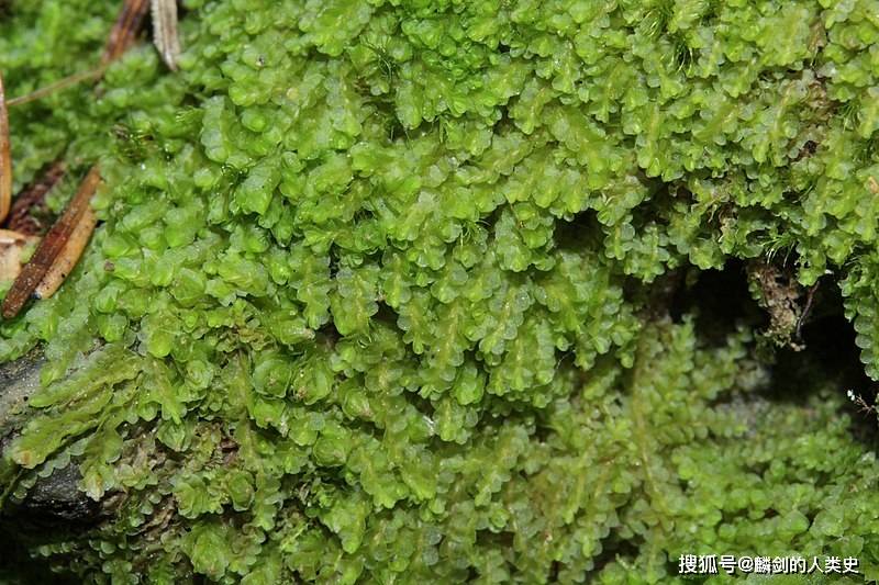 【地球生物全系列——植物篇】地钱门—叶苔纲_圆球形