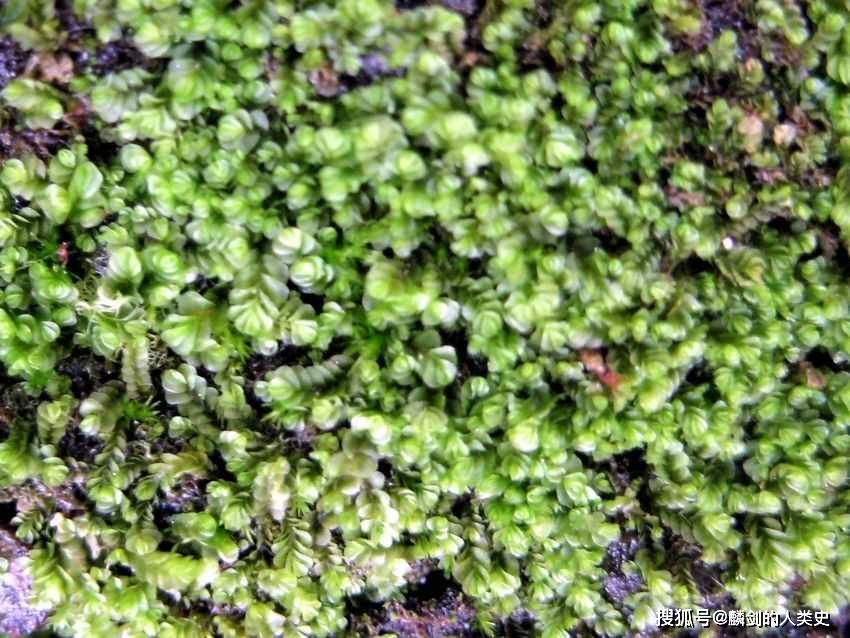 【地球生物全系列——植物篇】叶苔纲—叶苔目（下）_细胞