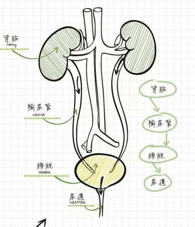 在肾脏中有一个结构叫作肾小管,在人体起到肾脏代谢物重吸收的功能