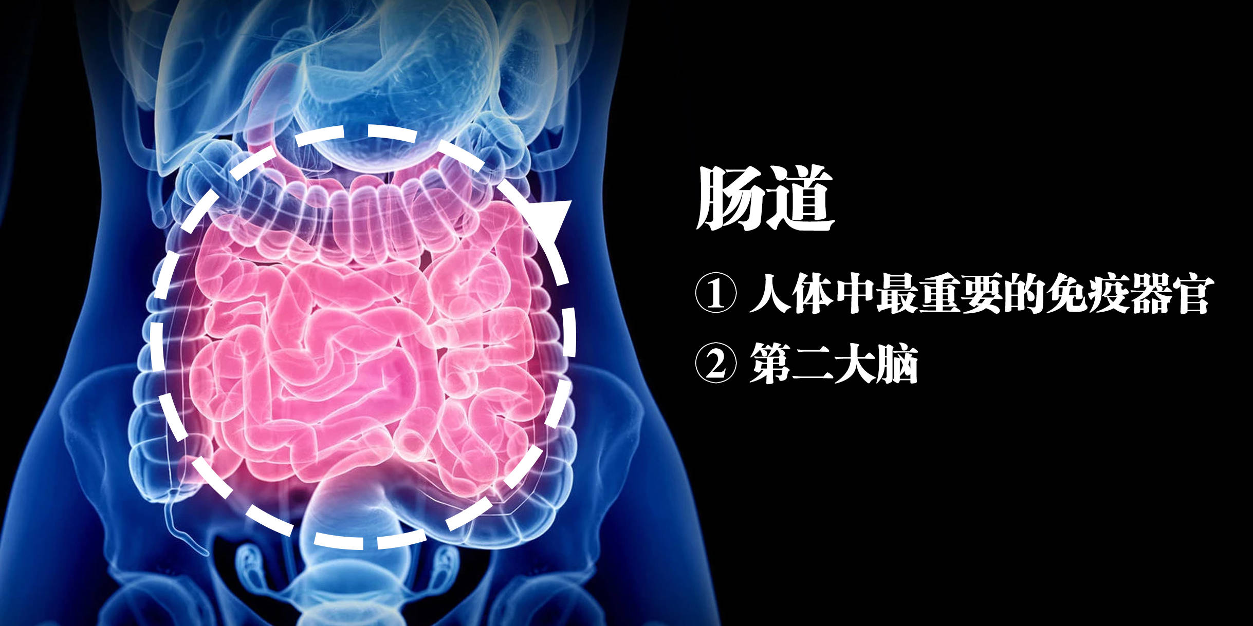 有关中国人肠道的谣言你还要被骗多久