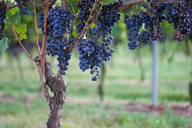 Nouveau|博若莱新酒节,带你领略微醺界的快时尚!