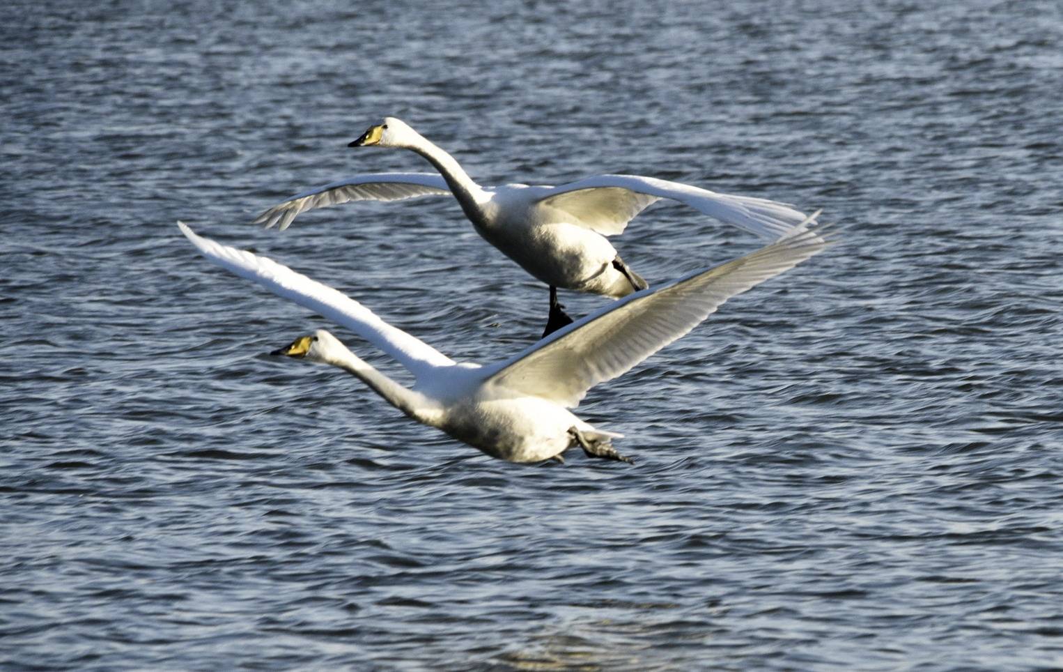 天鹅的完美一跳