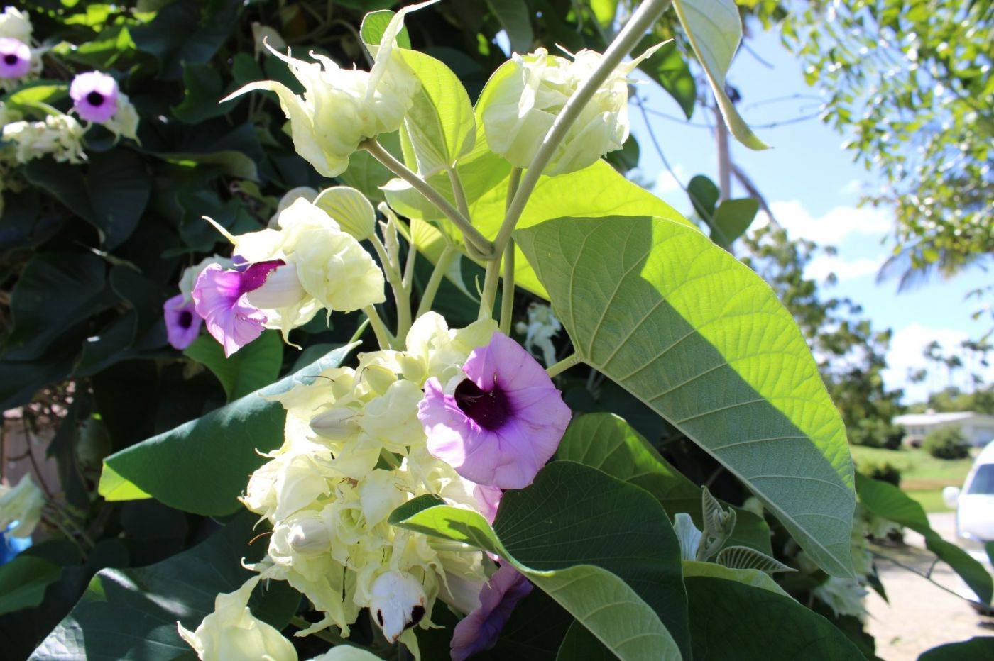 银背藤——植物非试管高效快繁技术快繁银背藤