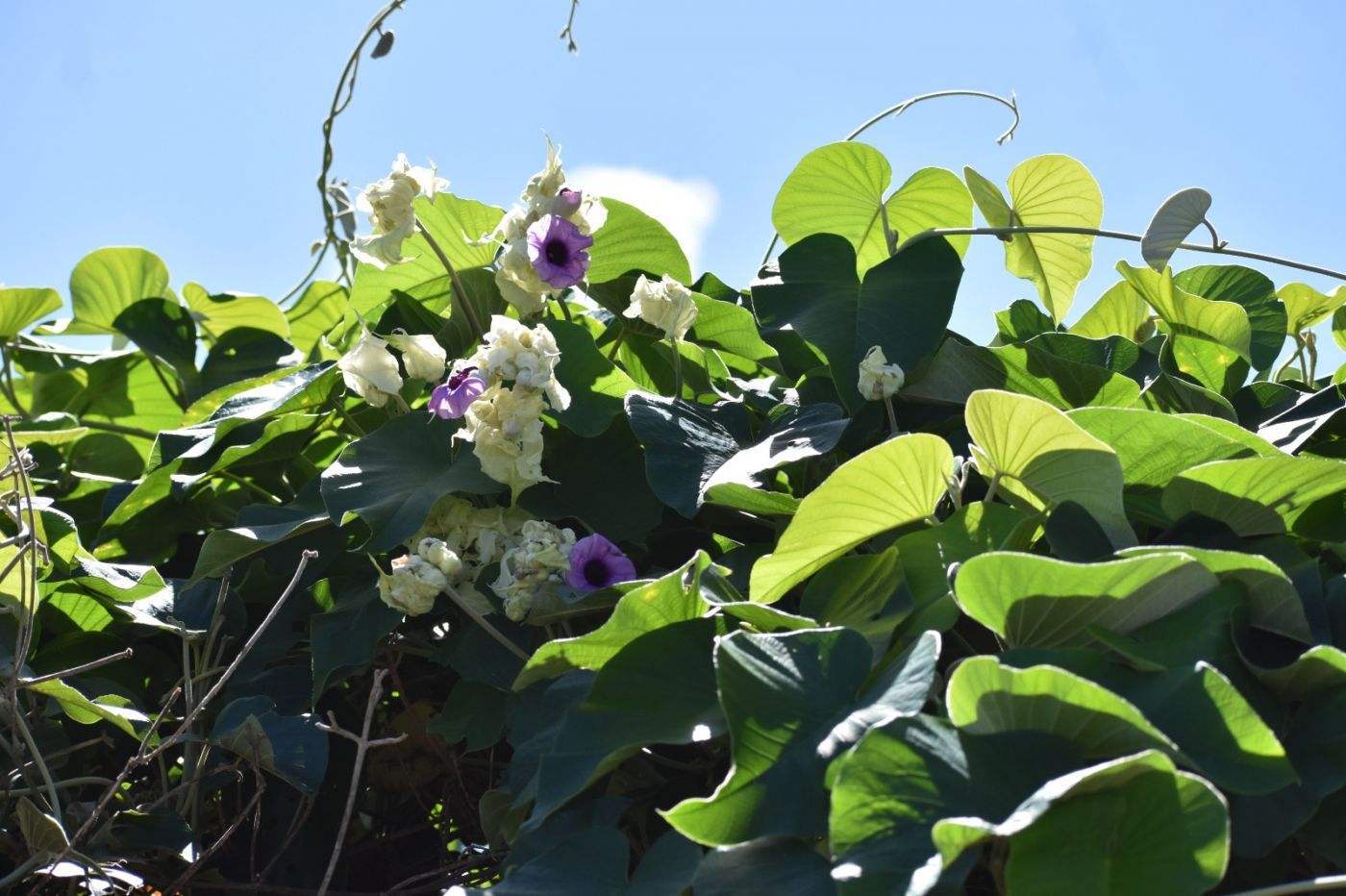 银背藤——植物非试管高效快繁技术快繁银背藤