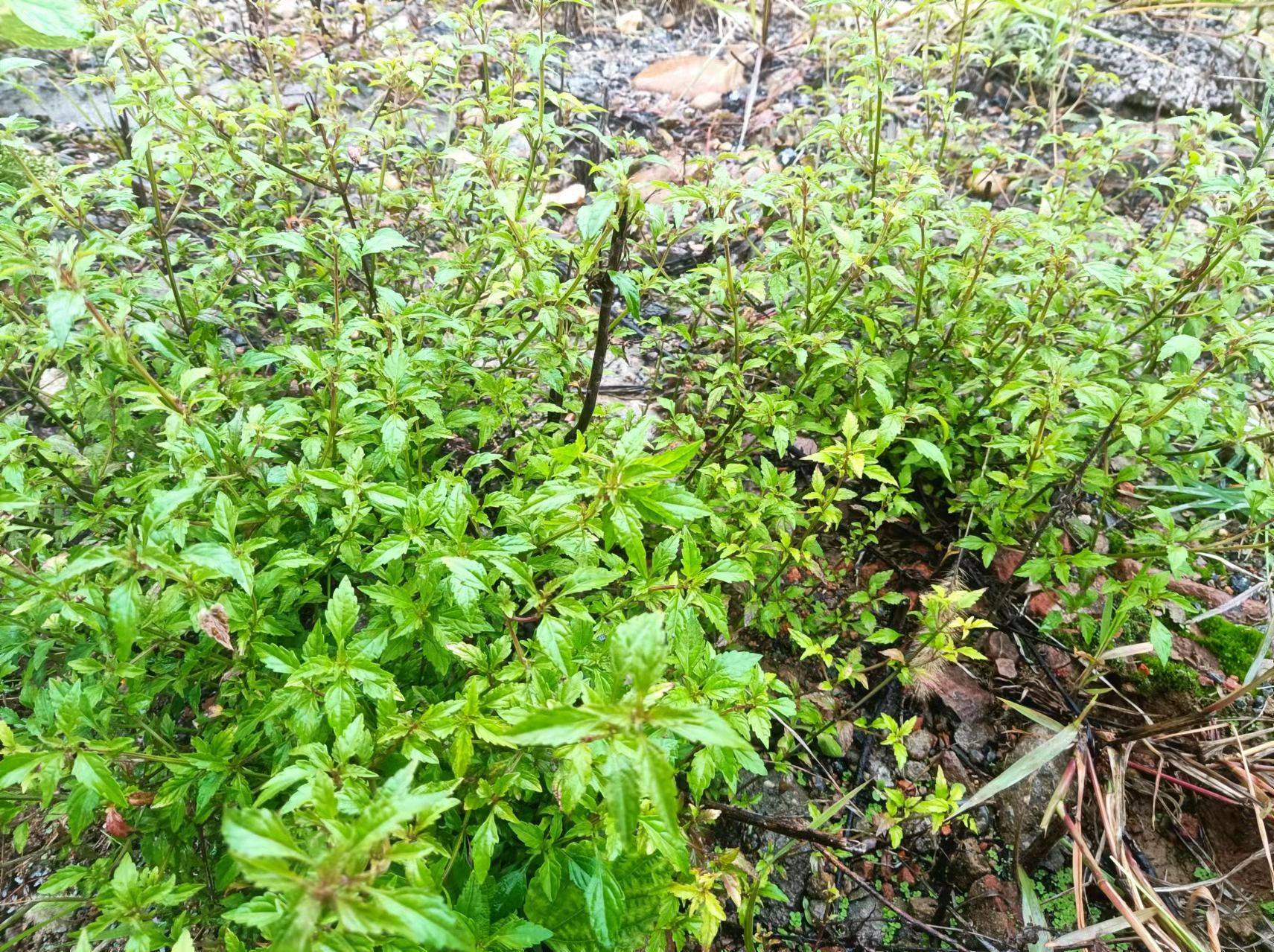 草药石荠苎最能激发人的艺术想像力和创作灵感黅钚焕堂谈野生草药文化