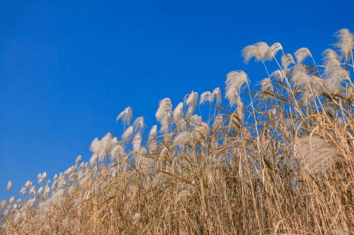 大道|枫叶红了，江南恰好，双山香山刷屏秋季