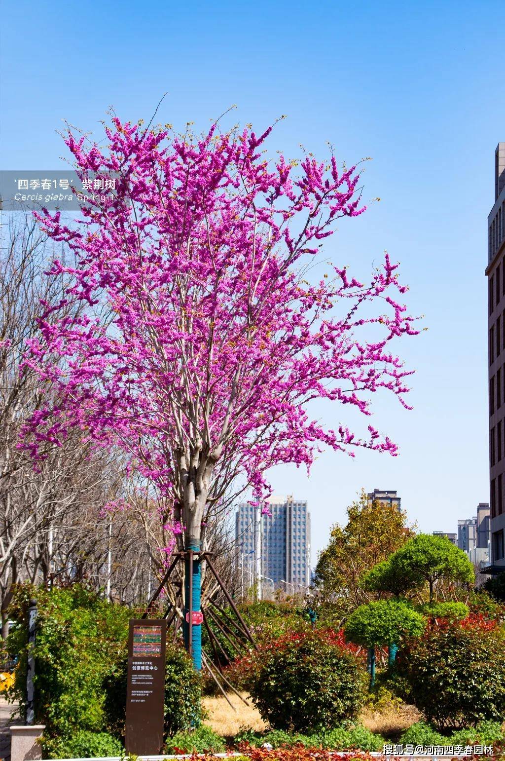 四季春1号紫荆树的秋冬季节养护建议