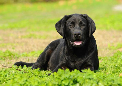 幼犬补钙指南:三个月的拉布拉多怎么补钙,会比较好还比较快?