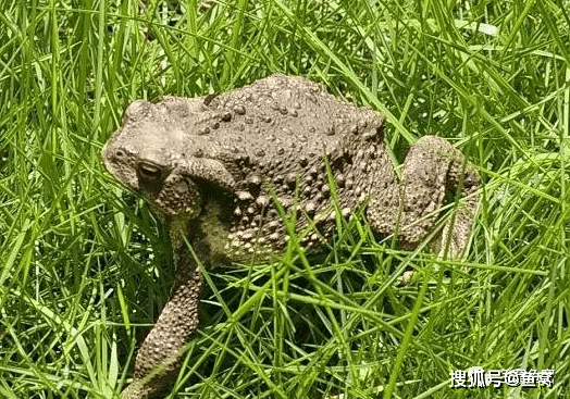 金蟾抱鯉是要來財了?你知道的還是太少了!_蟾蜍_鯉魚_分析