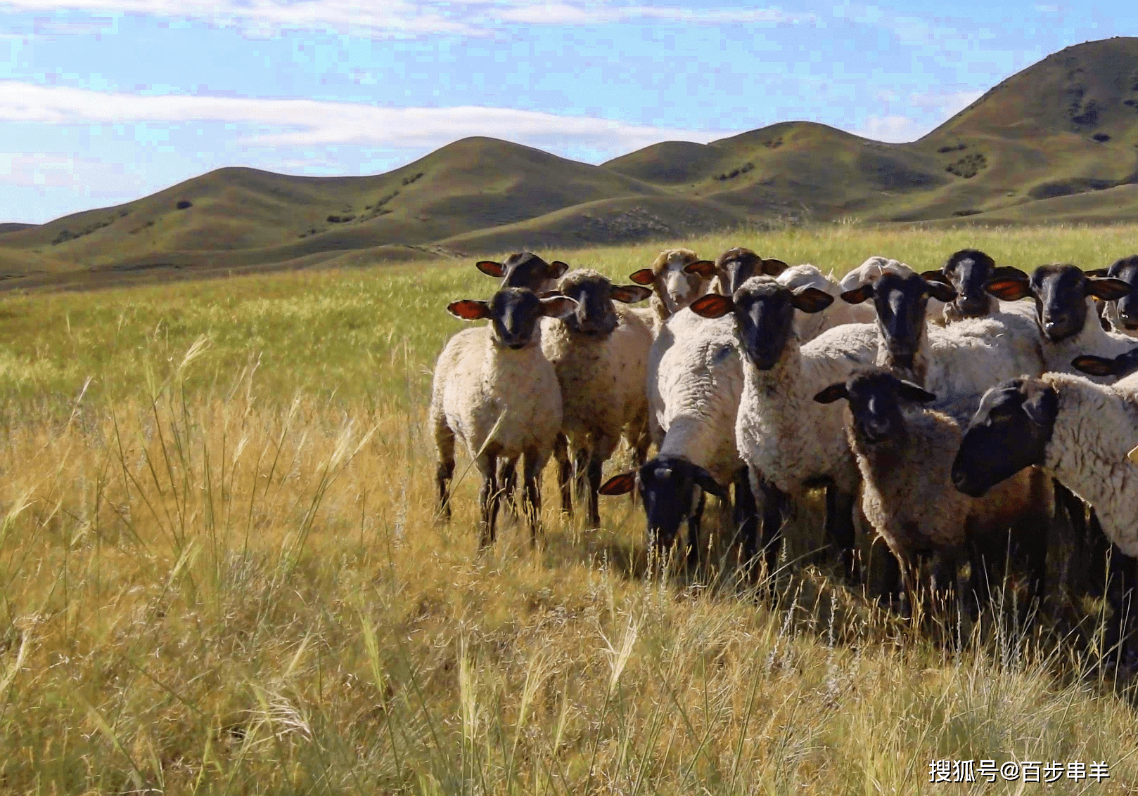 【百步串羊·羔羊肉串】正式上线 | 马上安排!_新疆_烧烤_重庆