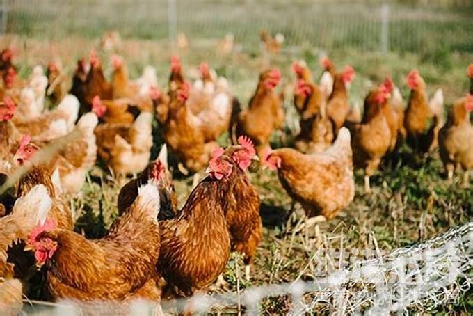 原创自己怎样配鸡饲料,科学配制饲料配方快速养鸡