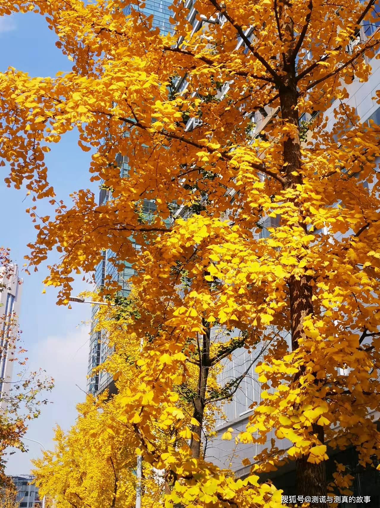 初冬的成都阳光灿烂金黄色的银杏给成都呈现美丽的风景 城市 添彩 网络