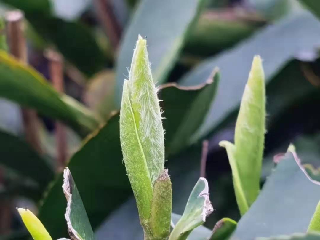 试得那杯甘露水,才知是春茶_白牡丹_嫩芽_茶树