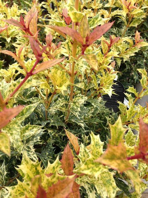 桂花中的彩叶大灌木——彩叶刺桂