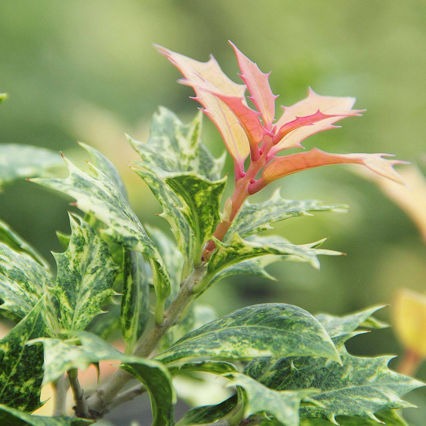 桂花中的彩叶大灌木——彩叶刺桂