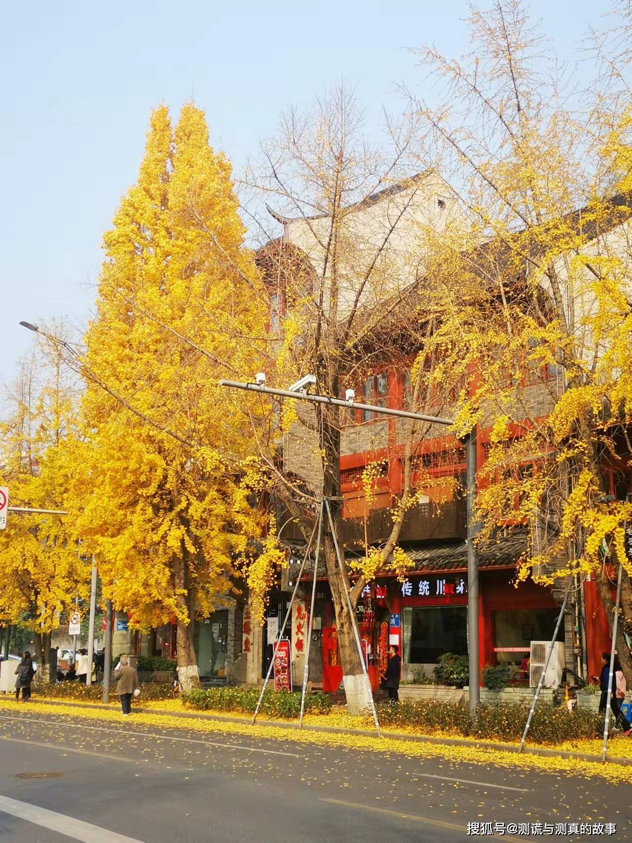 成都满城尽带黄金甲初冬观赏银杏树的时机来了