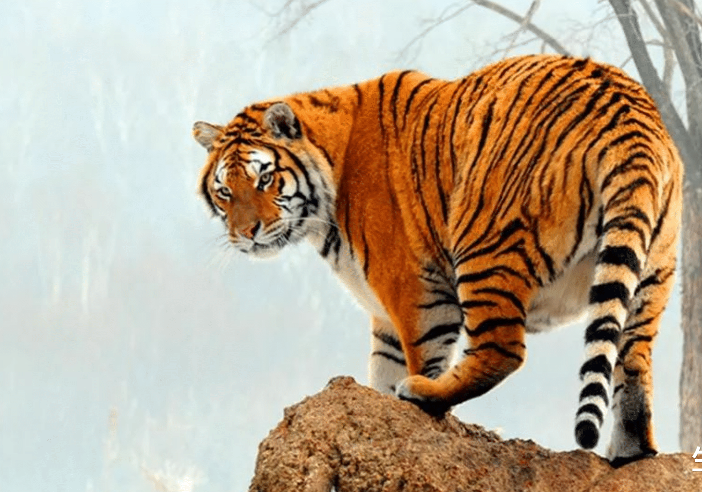 原创未来半个月属虎人接财纳福好运如虹事业爱情双喜临门