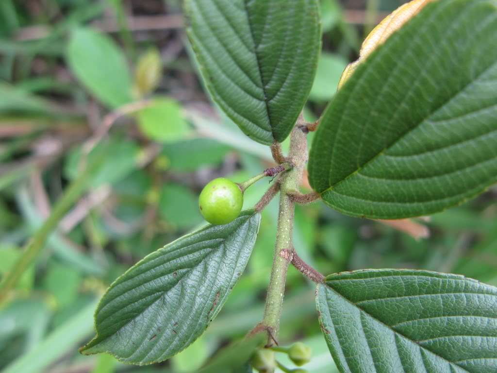 我国古代为数不多的天然绿色染料之一冻绿