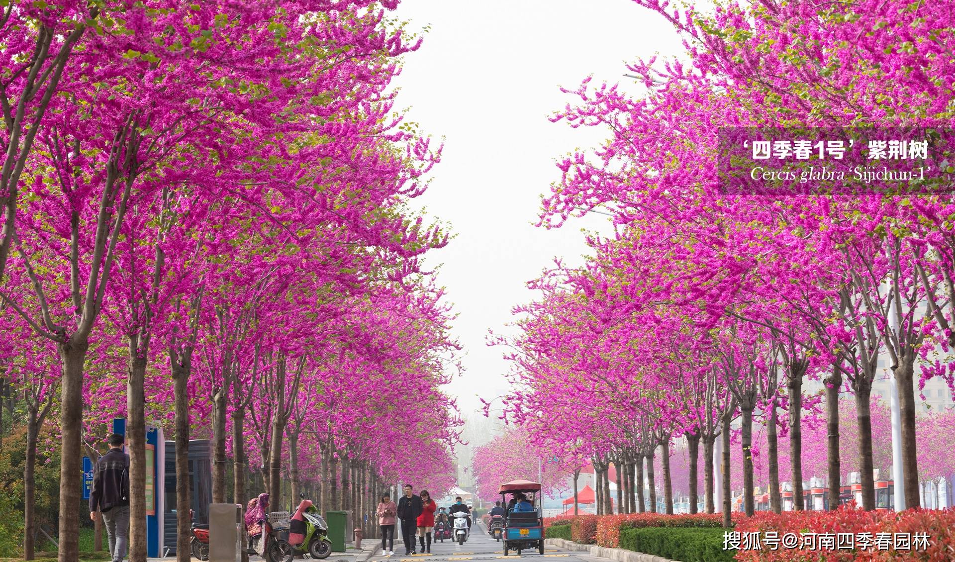 这么多震撼的观花行道树 我们能栽的却只有最后这一种 紫荆树 满树蓝 乔木