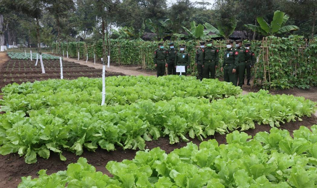 確保駐軍農業生產有序進行,緬軍三角軍區司令視察猛撒_控制_myo_苗敏