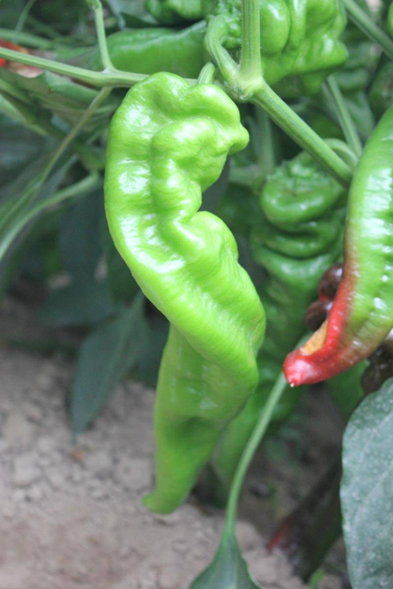 大果龙椒螺丝椒辣椒种子