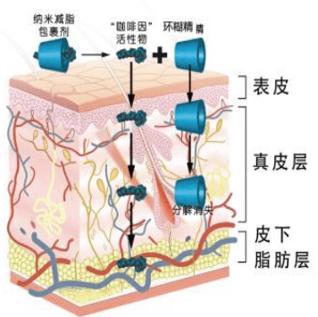 生产坚持科学增肌减脂 苗小条重塑东方脂美比