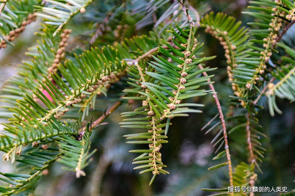 【地球生物全系列——植物篇】红豆杉目—三尖杉科(上)_种子_胚珠_matK