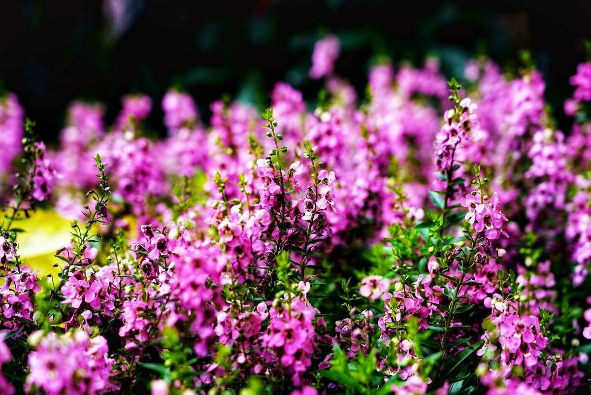 易栽培 耐高温的芳香花卉 天使花 繁殖 园艺 植物