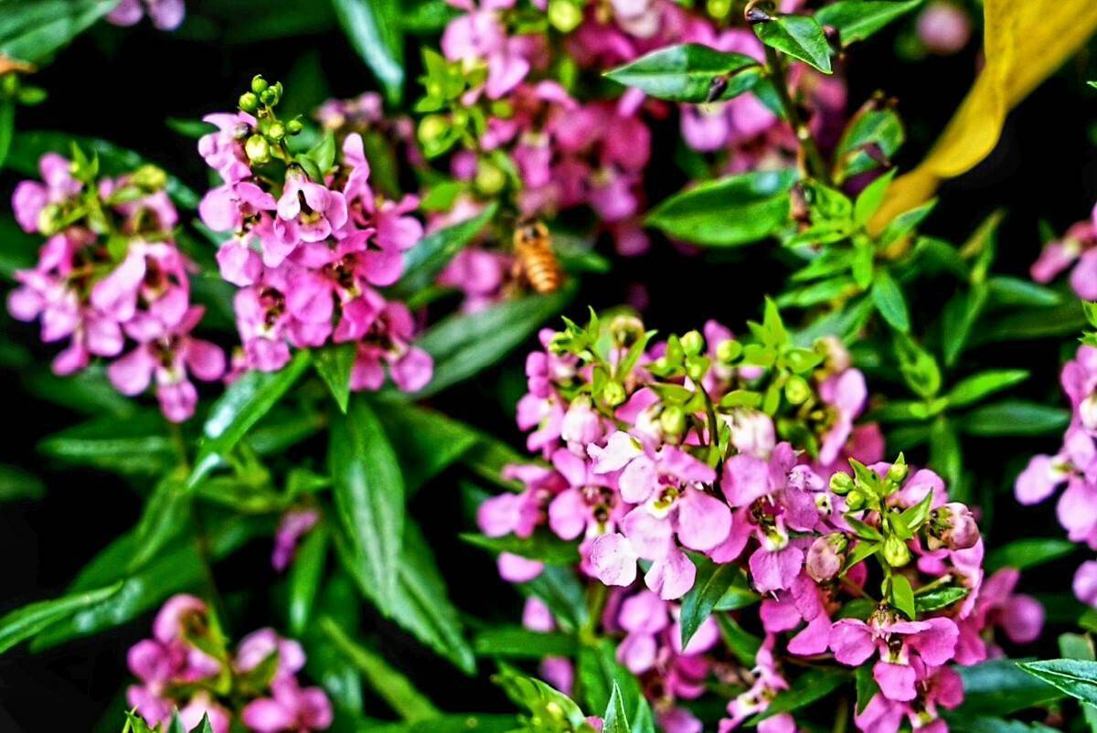 易栽培 耐高温的芳香花卉 天使花 繁殖 园艺 植物