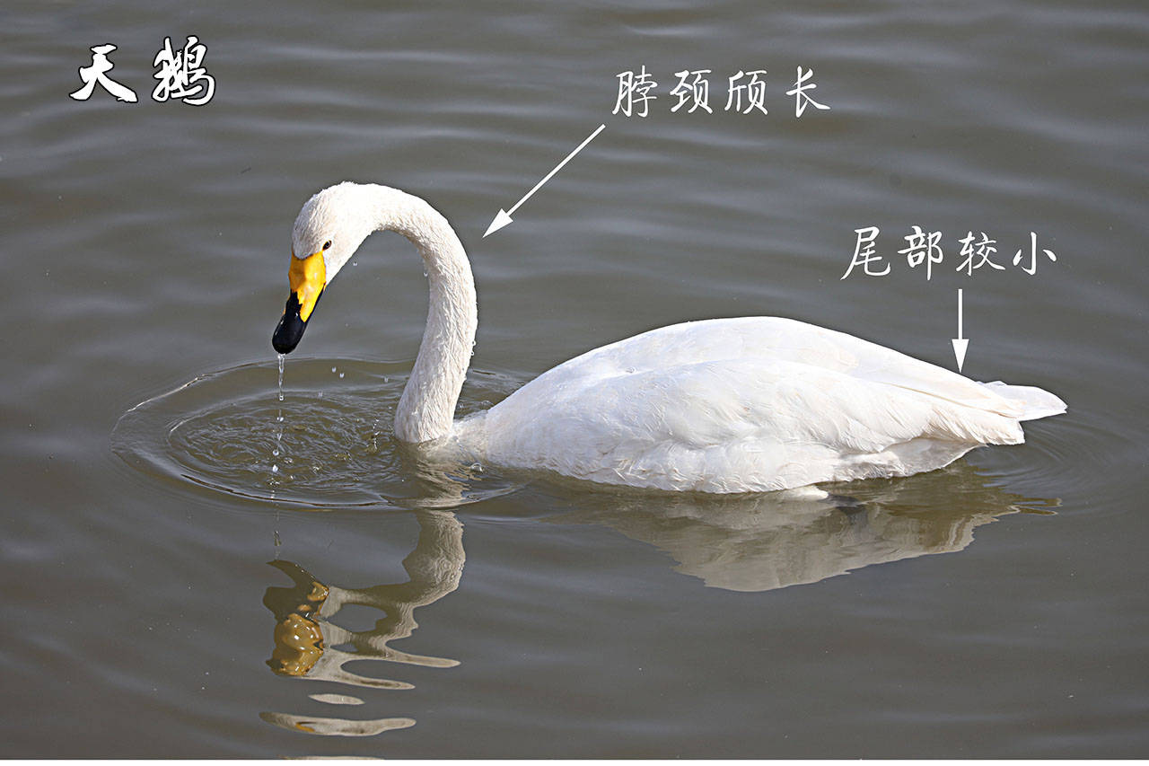 原创家鹅与天鹅是近亲吗兼谈家鹅与天鹅的区别