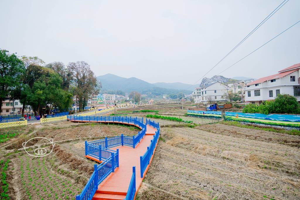 油菜花|赣州｜一条美丽的童话新村，吸引了超多游客