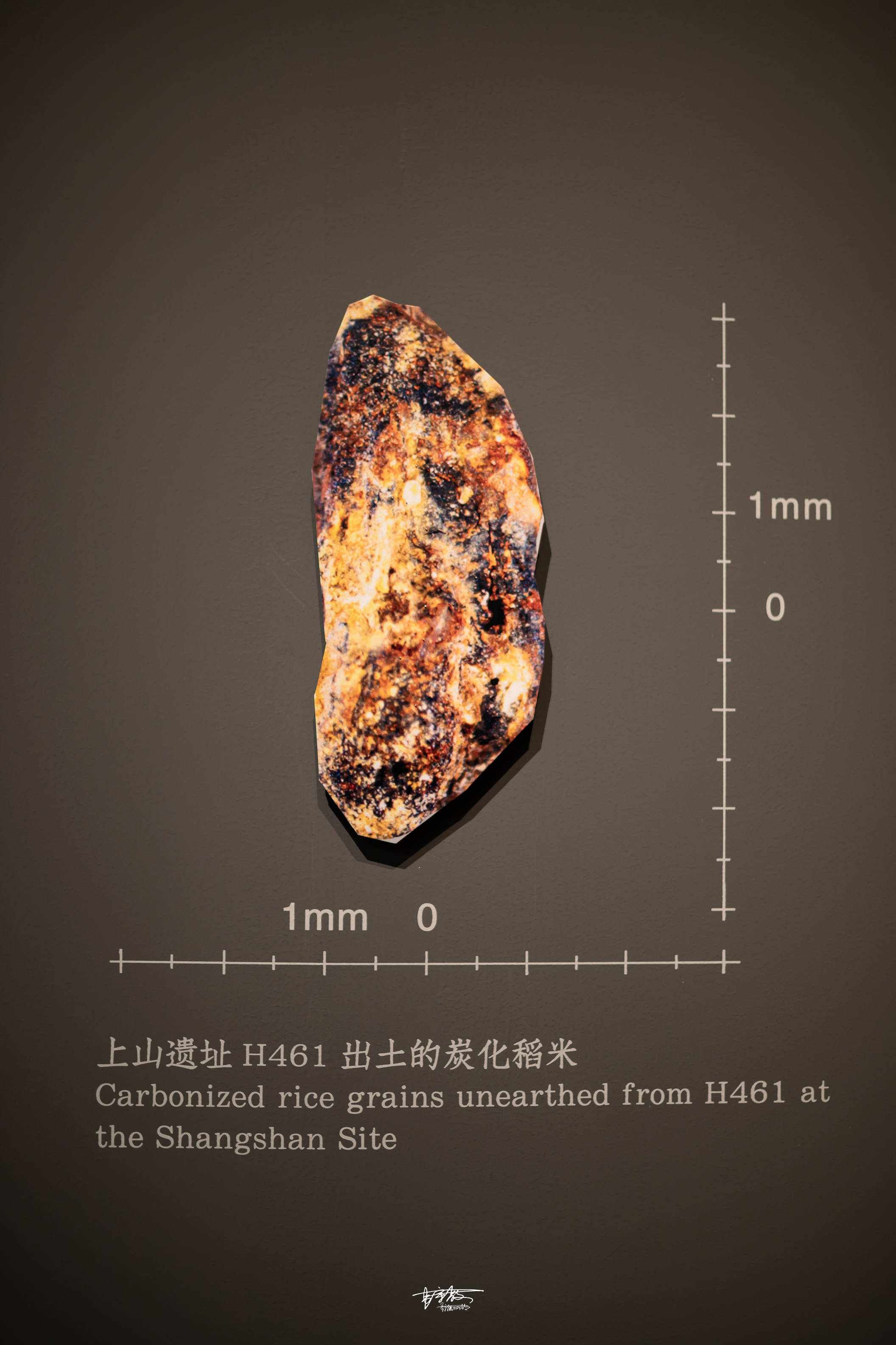 原创养活世界近半数人口的水稻从何处来上山遗址给你答案