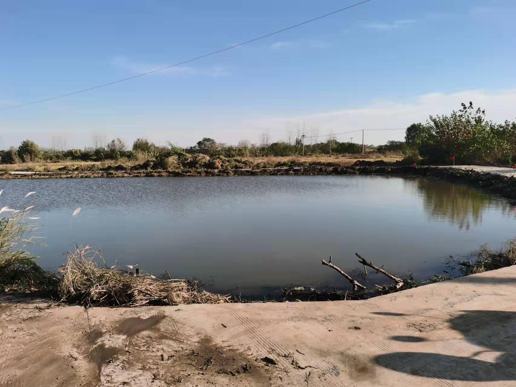 仪征市刘集镇白羊村开展河塘清理环境整治_河道_杂草_浮萍