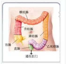 结肠|为什么肛肠病容易找上“我”？医生告诉你！