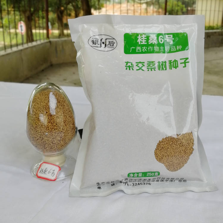 桂桑6号简介广西农作物主推品种源自广西南宁天龙生物