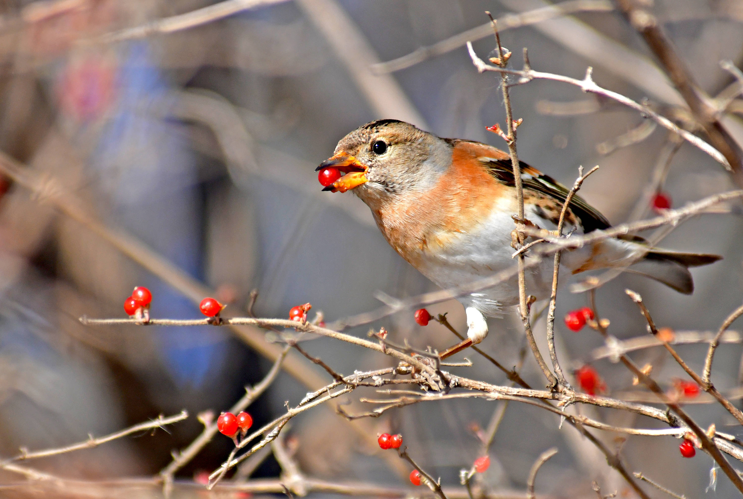 享受美餐时光的鸟——燕雀(下)_鸟类_保护_观赏者