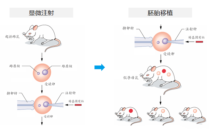 基因编辑技术动物实验胚胎移植飞凡检测
