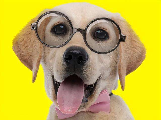 什么是狗狗骨癌 狗狗得了骨癌怎么办 肿瘤 症状 治疗