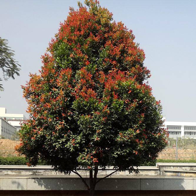 华南热门树种——红车木