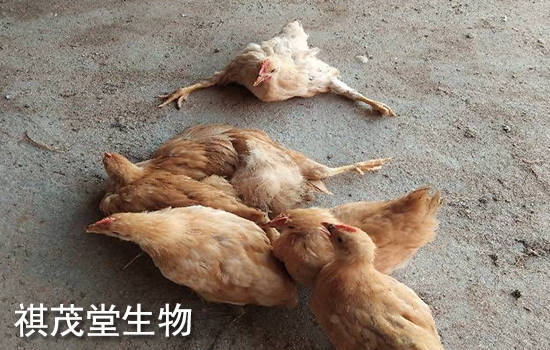 肉鸡包心包肝用什么药 肉鸡包心包肝用什么药最好