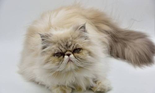 猫咪加菲猫泪痕怎么擦的干净