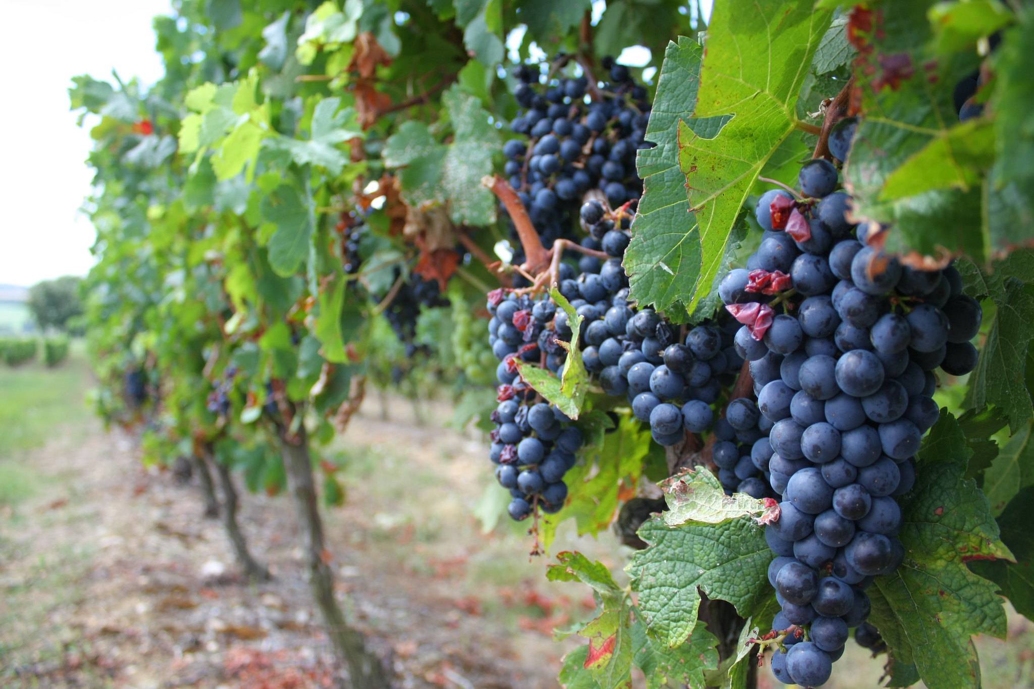 因为|堪比中国吃货的国家:美食文化新奇又另类,吃顿饭都能吃到睡着