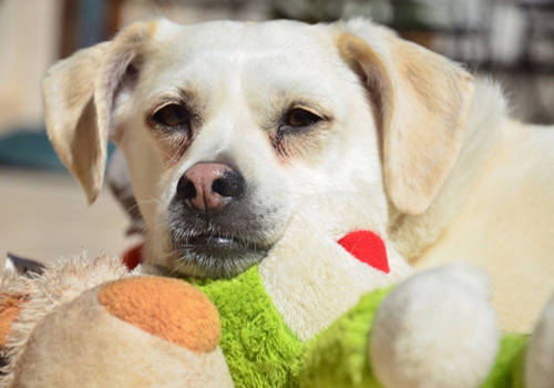 补充|爱犬饲养：狗狗可以吃什么零食？合理的饮食搭配方法助力茁壮成长！