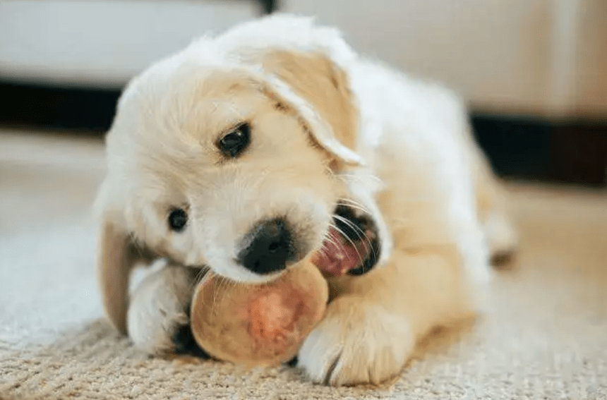 养宠记 四个月狗狗口臭是什么原因狗狗才四个月居然就有口臭了 小狗 口腔 饮食