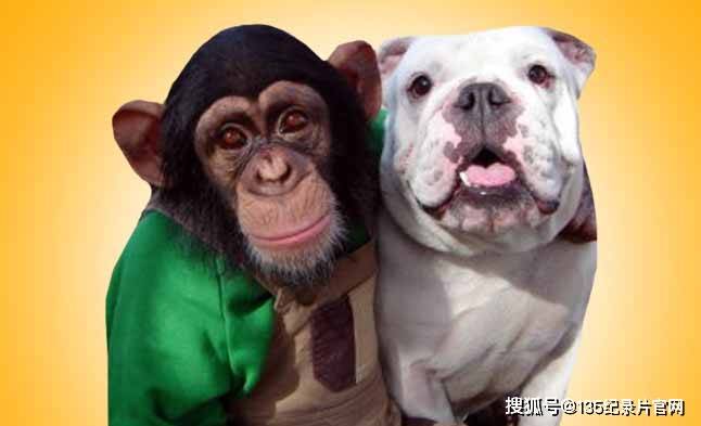 狗狗猩猩大冒险纪录片阿笨和阿占第2季纪录片解说资源