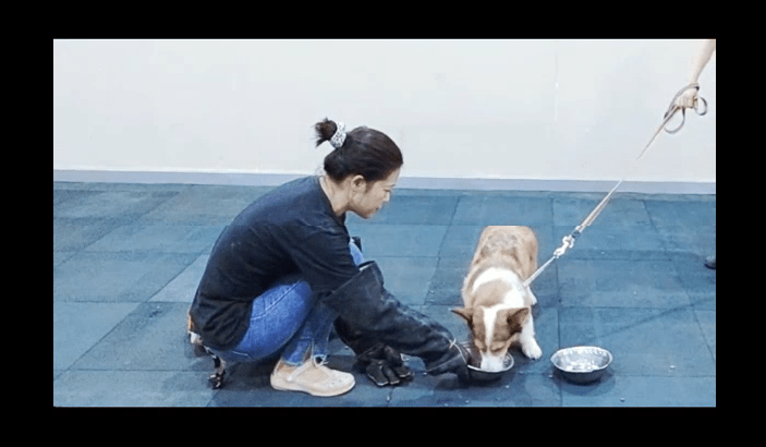 宠物柯基呲牙护食怎么办？广州专业训犬师用训狗学校案例告知你答案！