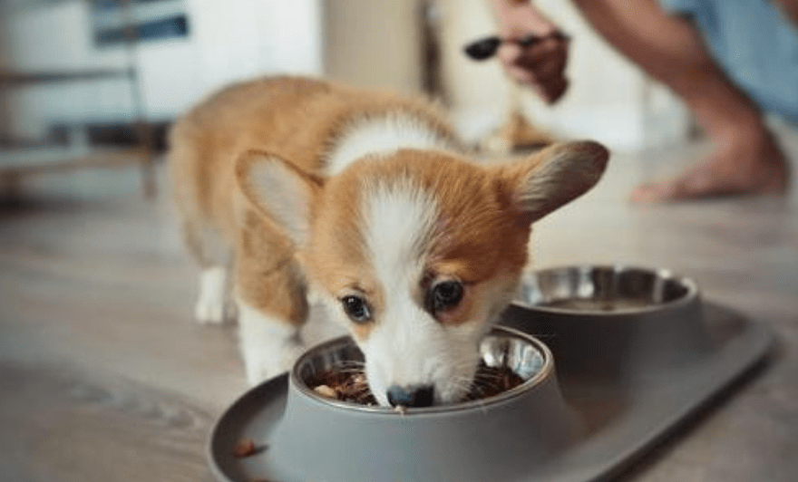 什么家有柯基：柯基幼犬可以吃什么 小柯基吃什么又营养又健康？