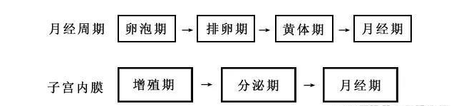 排卵期内膜薄怎么办