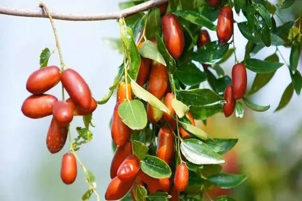 特产早知道店子长红枣