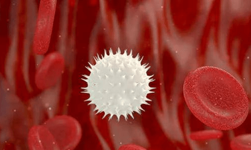 白细胞高于正常范围是白血病吗?_骨髓_血细胞_血液